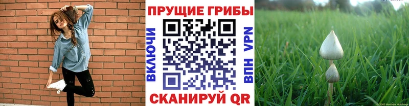 Галлюциногенные грибы MAGIC MUSHROOMS blacksprut как войти Апрелевка